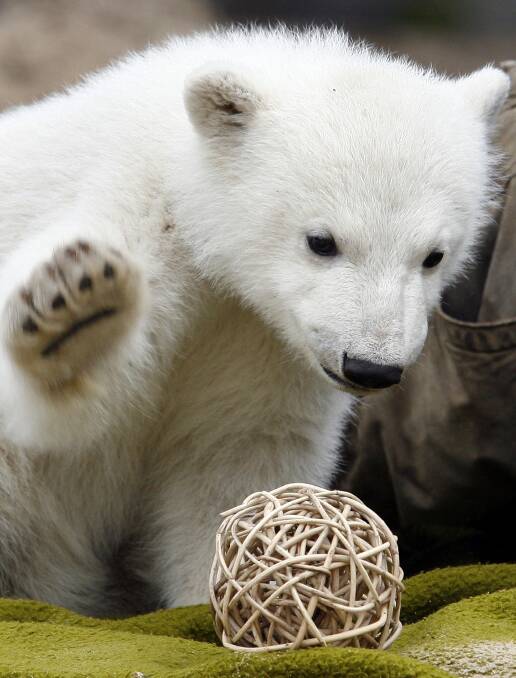 ICON: Knut the polar bear is famous in Germany, after becoming the first polar bear cub to survive past infancy at the Berlin Zoo in more than 30 years. Photo: Michael Sohn