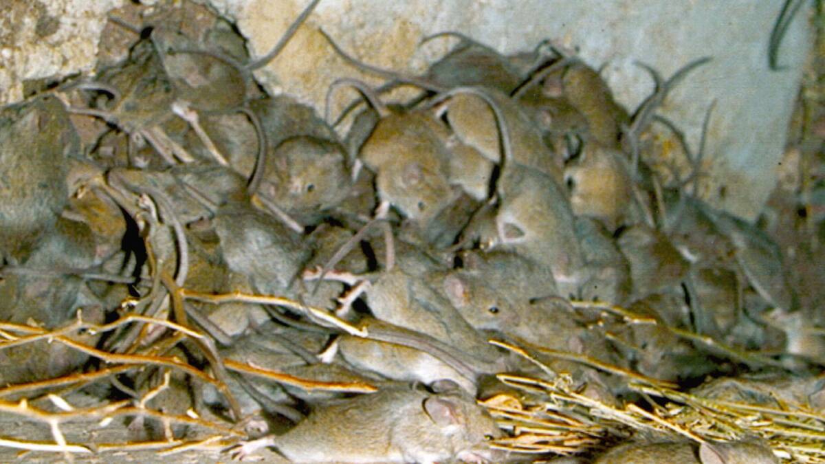 Mice numbers are building to worrying levels in parts of South Australia and Victoria.