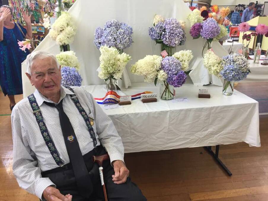 A COLOURFUL SHOW: Frank Presnell has been exhibiting his hydrangeas at the show for many years. This year he won a champion sash for the hydrangeas section 8, class 38.