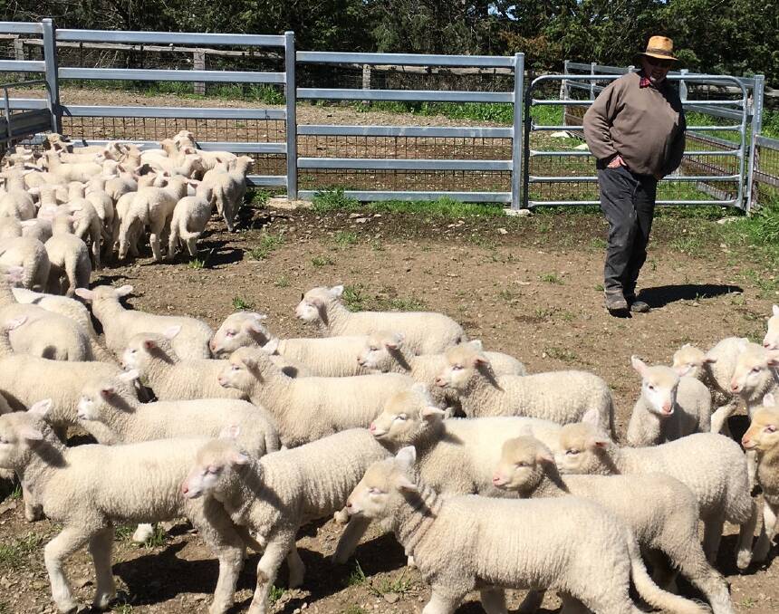 TAIL END: Owner of Blendee in Uralla, David Carlon thankful for some sun to tail his lambs after battling through a wet month and a cold winter.