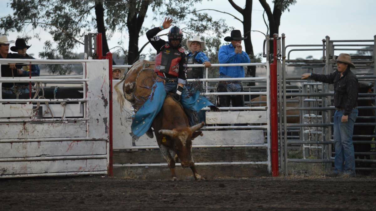 Cut Me Loose will feature in Mulligan's inaugural Bulls in the Bush event next month. 