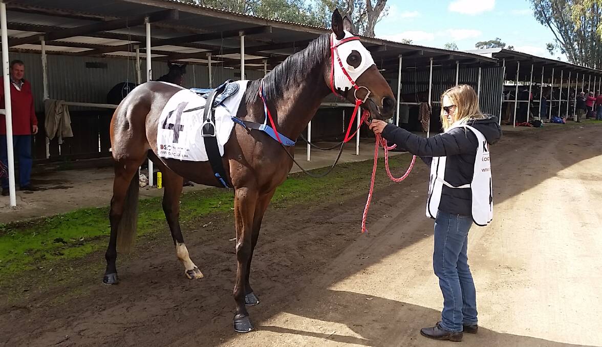 HOPEFULL: Muddy Hole is on the hunt to secure her first victory when she races at Grafton on Saturday. 