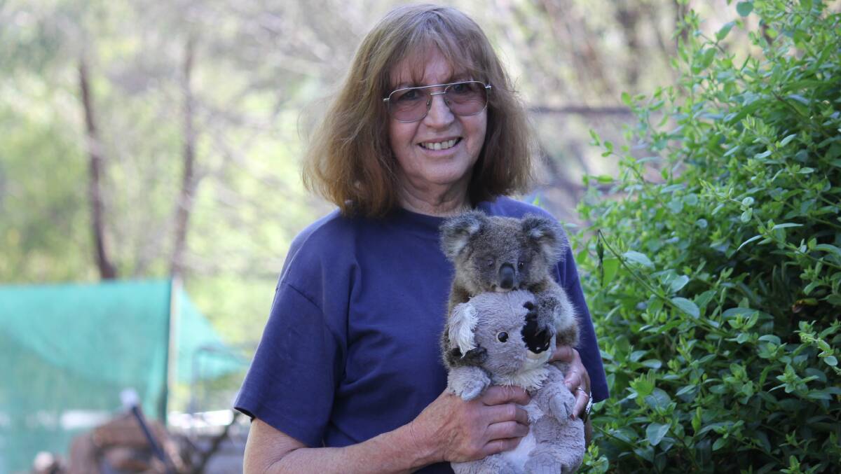 KOALITY TIME: Uralla WIRES coordinator Denise Friedman with rescue koala Mary, named after the University of New England's Mary White college where she was found after her mother was hit by a car. 