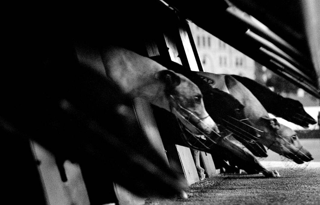 What should we think about the NSW greyhound racing ban?