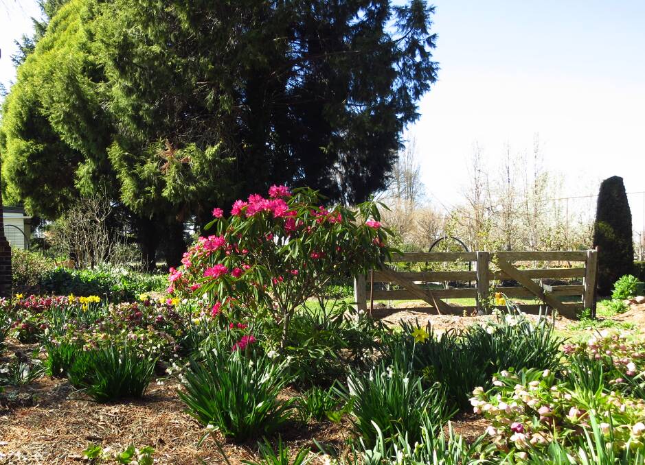GARDENS: Tony Duke"s "Roseville" Garden. Photo: Lynne Chapman