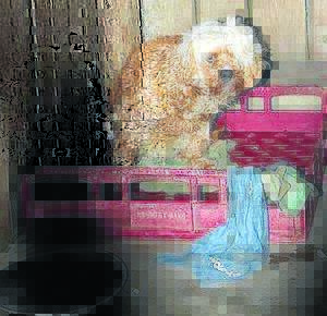 BUSINESS AS USUAL: An animal at the ‘Frazer puppy farm’ on October 19. 
Photo: Debra Tranter