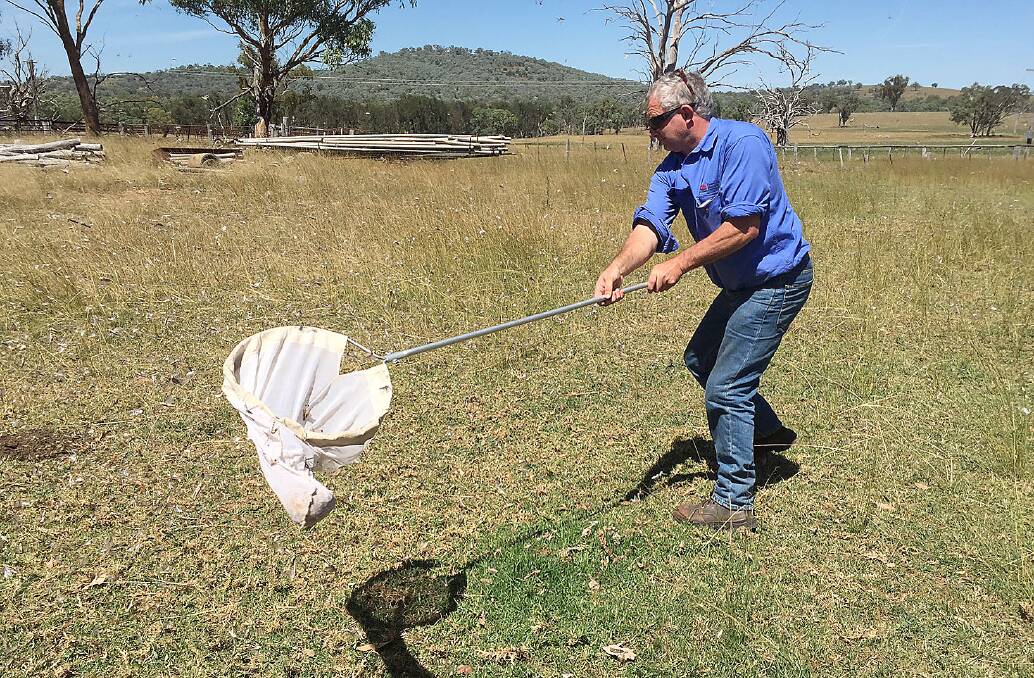 Peter Frizell, Northern Tablelands Local Land Services Biosecurity Officer, catches locusts to identify type and growth stage to determine control options.
