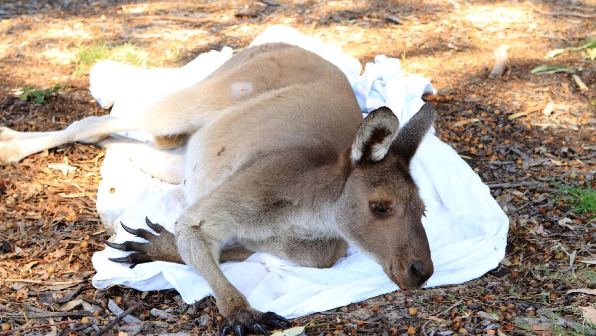 The injured kangaroo returned to the Golf Club after surgery.