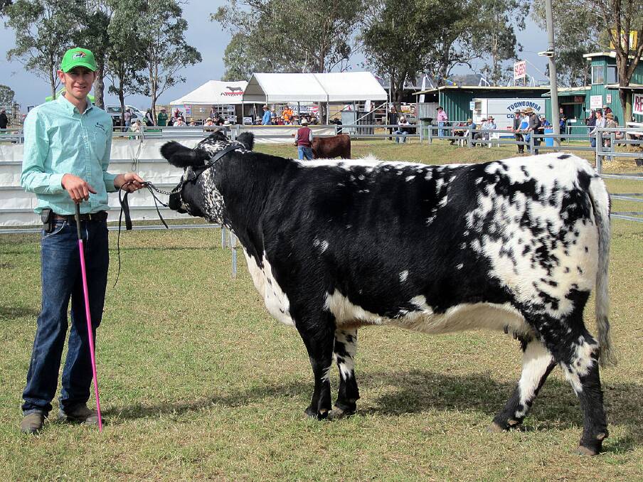 Laiton Turnham created interest at the Toowoomba Farmfest with his Speckle Park  cattle