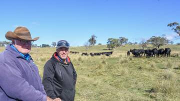 Father and son duo Milton and Ben Golby, Inglebyra, Jindabyne with a porton of their Brangus cows and calves. 