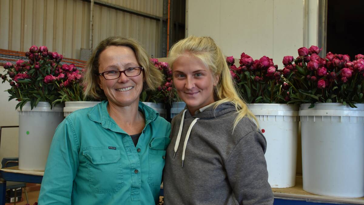 Christine Gellie and Sarah Donnelly getting 2000 bunches of peonies ready to send to the Sydney markets on Monday. Photo: RACHEL BAXTER.