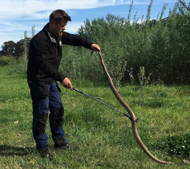 Gavin Smith with the huge Eastern Brown Snake. Picture: ACT Snake Removals