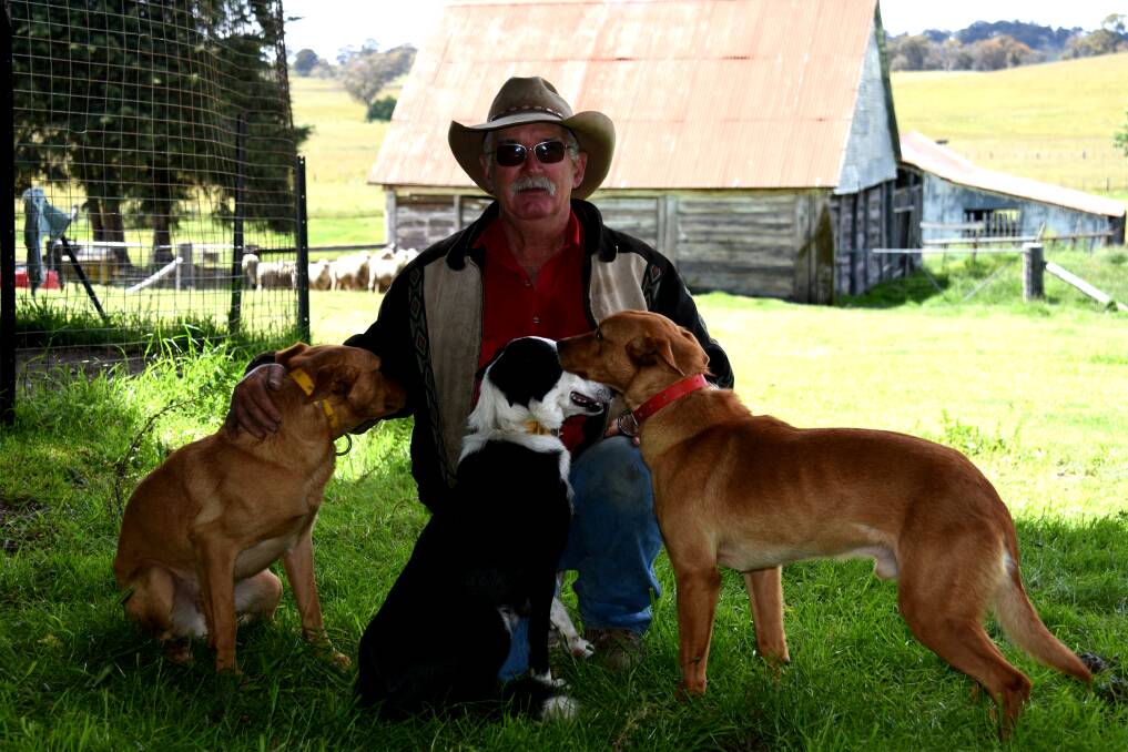 DOG WHISPERER: Local farmer Jeff Ritchie is famous across the New England for his ability to train kelpies and border collies. Photo: Rachel Baxter.