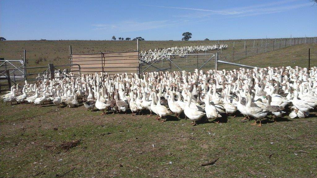 Photos of the KI geese arriving at the U Goose farm