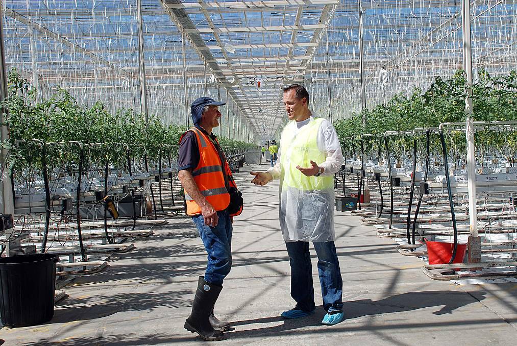 EXPANSION: Costa Group's tomato farm in Guyra will expand into more cocktail and snacking varieties.