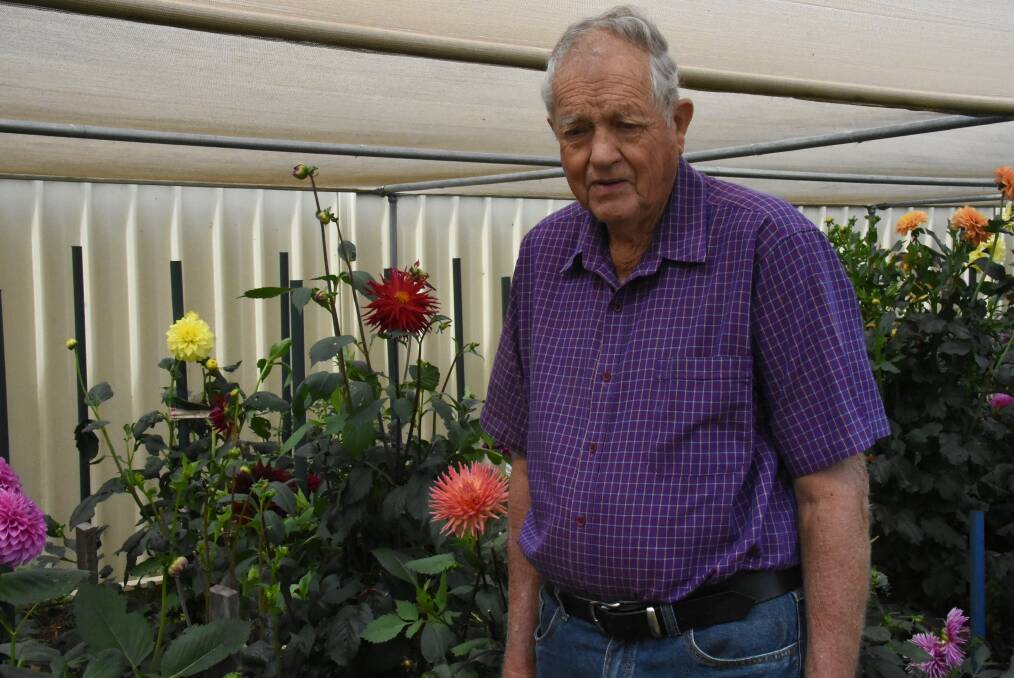 GREEN FINGERS: Neville Green, with his dahlias. Photo: Nicholas Fuller