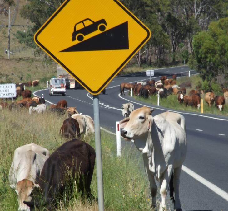 CATTLE GRID-LOCK: Be careful when steer-ing, Northern Tablelands Local Land Services urges.