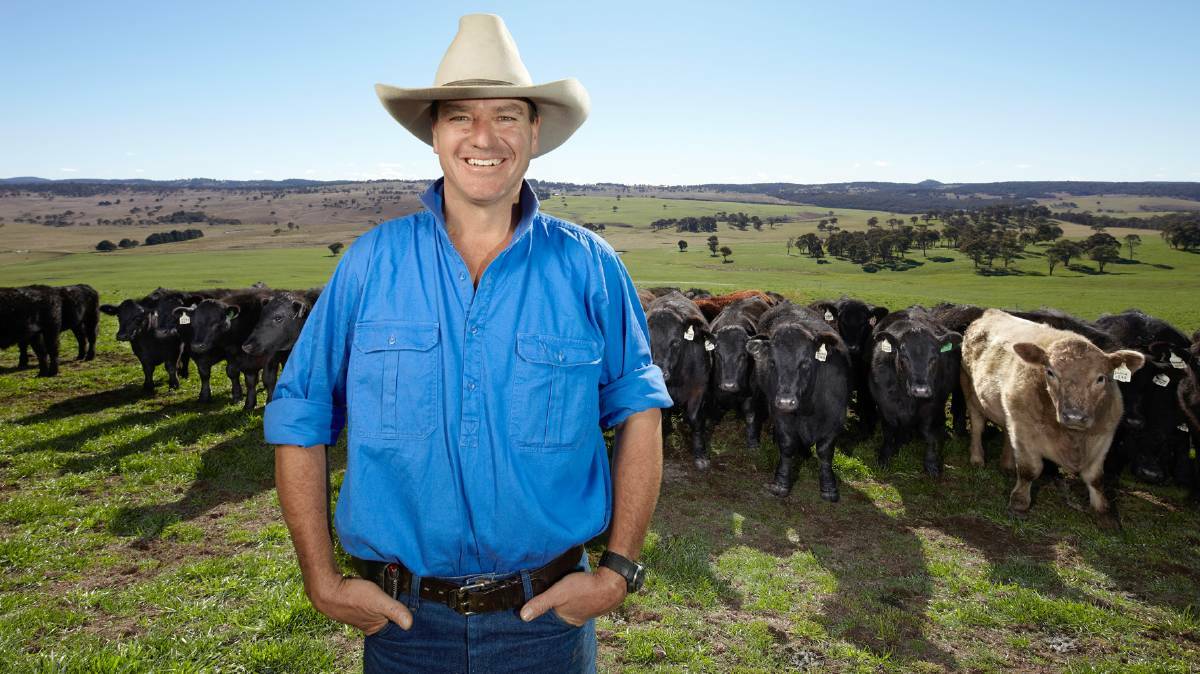 FARMER: Bill Mitchell with some of his grass-fed herd.