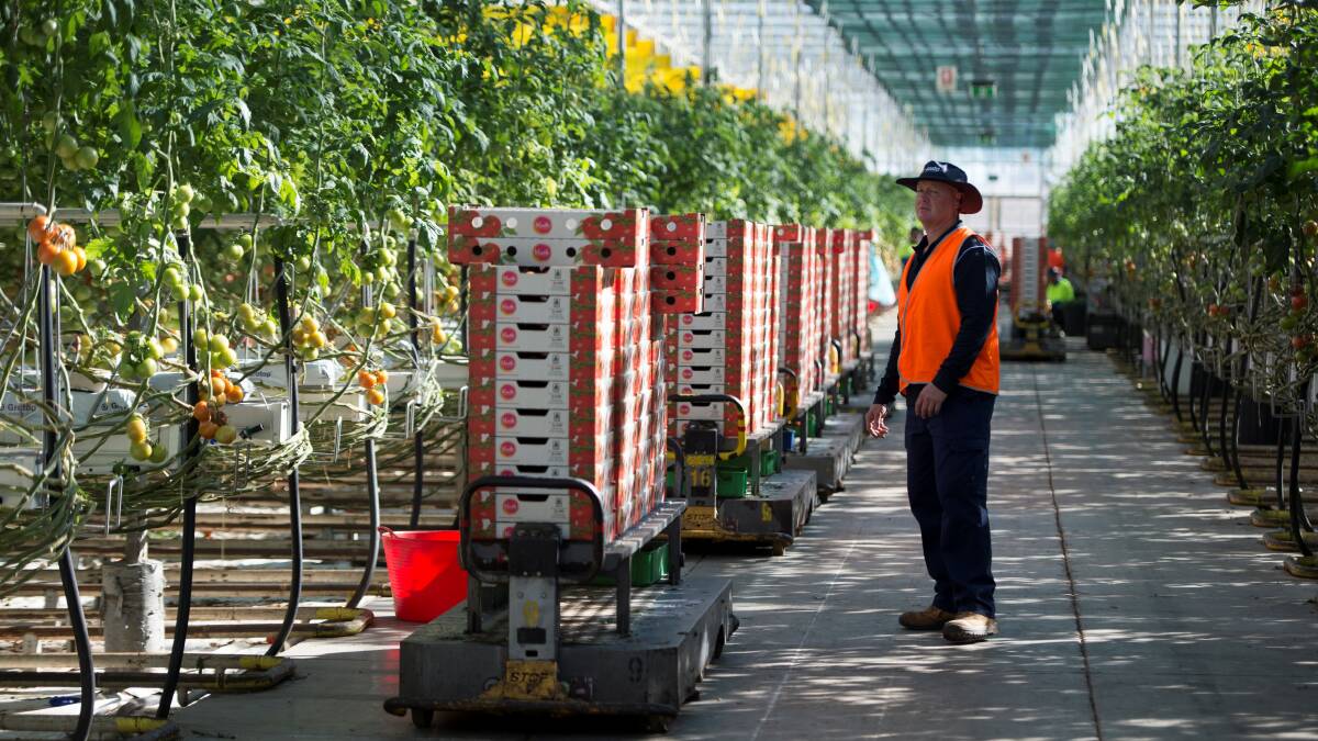 GLASSHOUSE: Boxes of tomatoes stacked and about to be shipped out from one of the Guyra hothouses.
